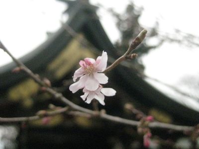 神社の十月桜