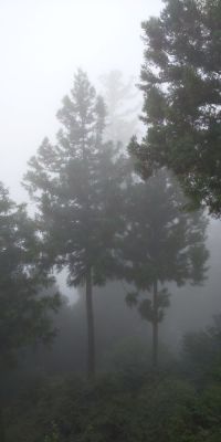 霧に杉